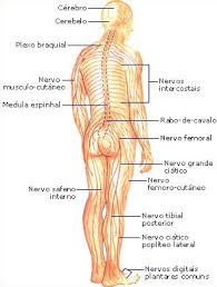 http://brasilescola.com/imagens/biologia/sist_nervioso.jpg