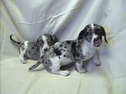 Double dapple Dachshunds