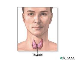  Thyroid  gland