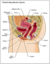 See our 3D female  reproductive      