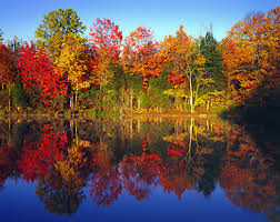 Autumn Trees, Connecticut - via Daymix