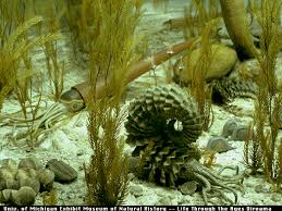      under the genus  Michelinoceras   