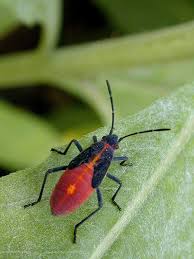Pretty bug. - via Daymix