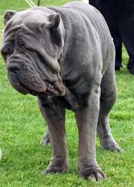   Neapolitan   Mastiff Information