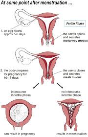 first day of menstruation.