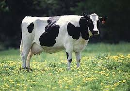 Dairy Cattle Necropsy Manual