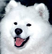 Donnereign  Samoyeds  