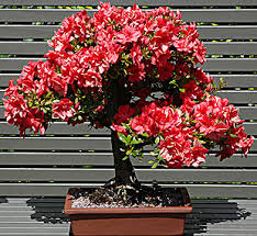 bonsai_azalea.jpg