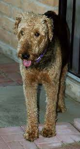 I was walking this  Airedale Terrier      