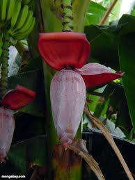   Banana plant  