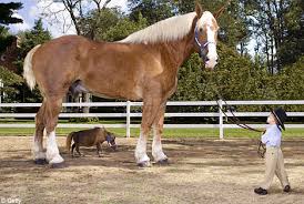      is a Belgian draught  horse   with    