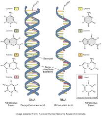 RNA and Protein Synthesis