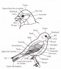 Bird  Topography  