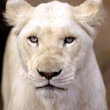 The Rare White Lion