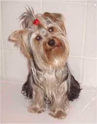   Yorkshire Terrier   Dog