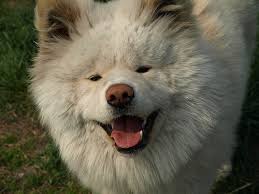       pup   is now the most famous  Akita      