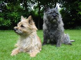   Cairn   Terrier is the active    