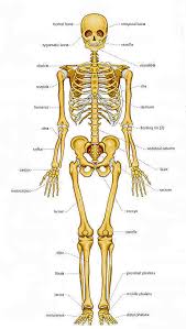 Bones of the Head