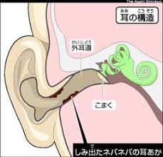ののちゃん 耳掃除（みみ