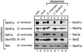 Canine (C.familiaris), yeast 