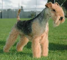   Lakeland   Terrier  Lakeland   Terrier    
