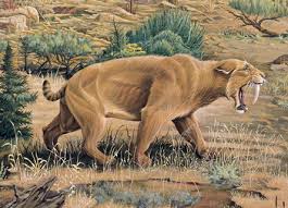   Saber Tooth Cat      