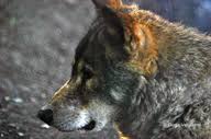 Wolf Canis lupus signatus The
