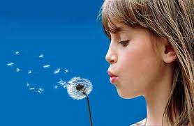   Hay fever   is caused by an    