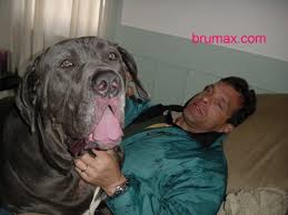      Nappy a  Neapolitan   Mastiff he    