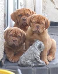   dogue de bordeaux   puppy picture