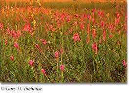 Tallgrass  Prairie  