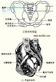 下一篇：女性生殖器淋巴流向