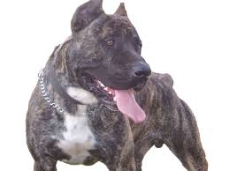 All Presas  Presa   Canario Dogo    