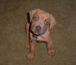   Cane Corso Dog   Picture