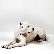 dkimages discover animals  Dogo      