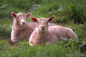 category Sheep and Lambs - via Daymix