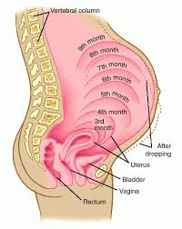 pregnancy.jpg