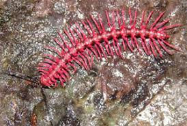 Shocking pink dragon millipede 