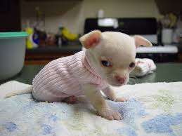 Chihuahua
