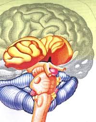      Internetowa  Neurologia      