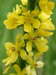  Agrimony  : Equilibre et Calme