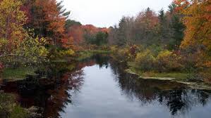 Voluntown, CT. Pachaug State Forest