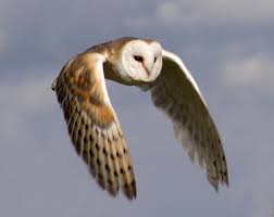 Barn owl in flight