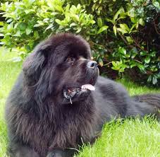 See Newfoundland videos at www