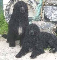 Portuguese Water Dogs adult dogs \x26amp; 