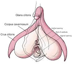 follow the clitoris over there