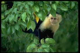 Monkey