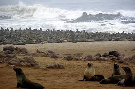 Image cape cross <b>seal</b> colony, namibia Picture