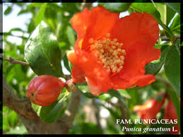 punica granatum
