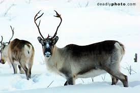 Reindeer have been a way of life for